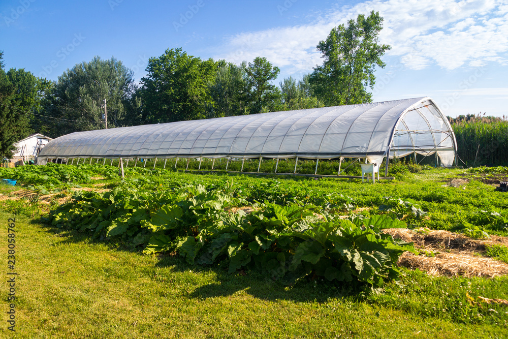 agriculture greenhouse and gardens  with squash plants in the foreground at summer time
