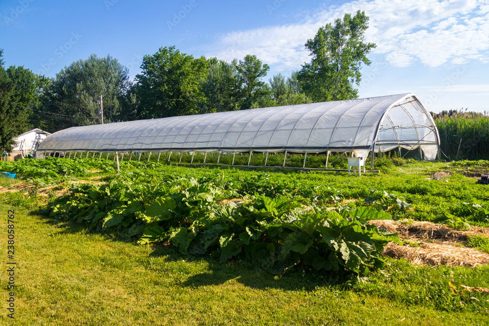 agriculture greenhouse and gardens with squash plants in the foreground at summer time agriculture greenhouse and gardens with squash plants in the foreground at summer time