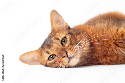 Somali cat ruddy color on white background
