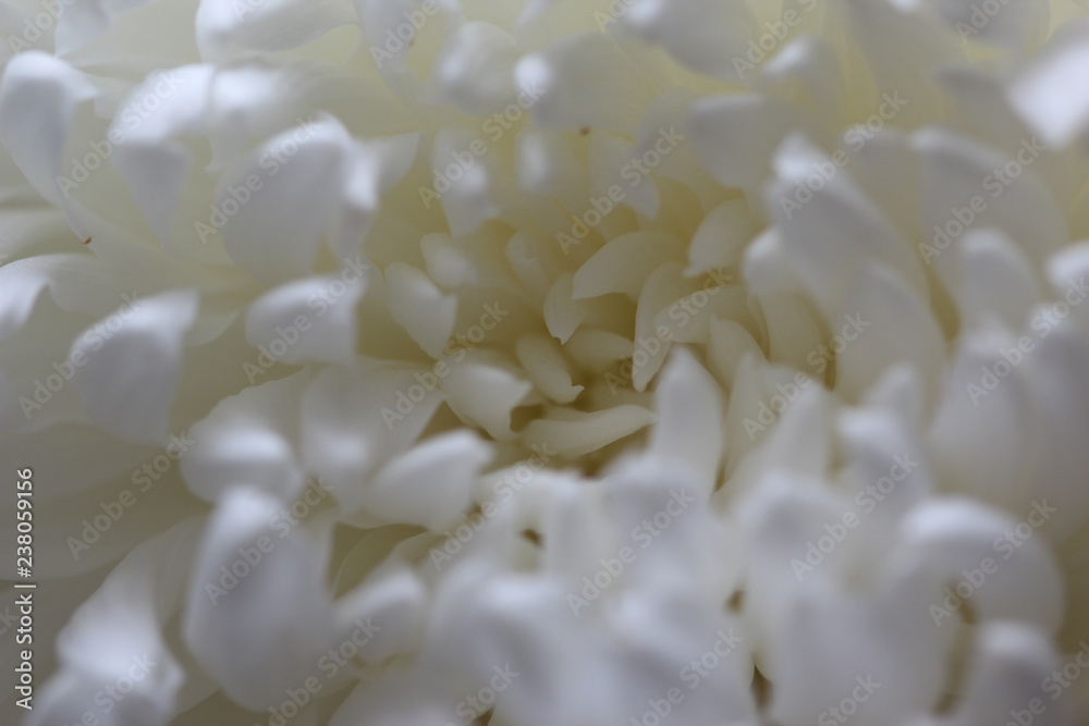 White flower. Macrophotography