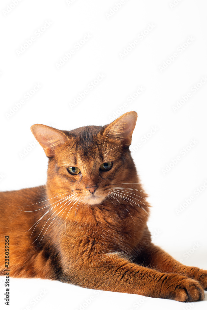 Somali cat ruddy color on white background