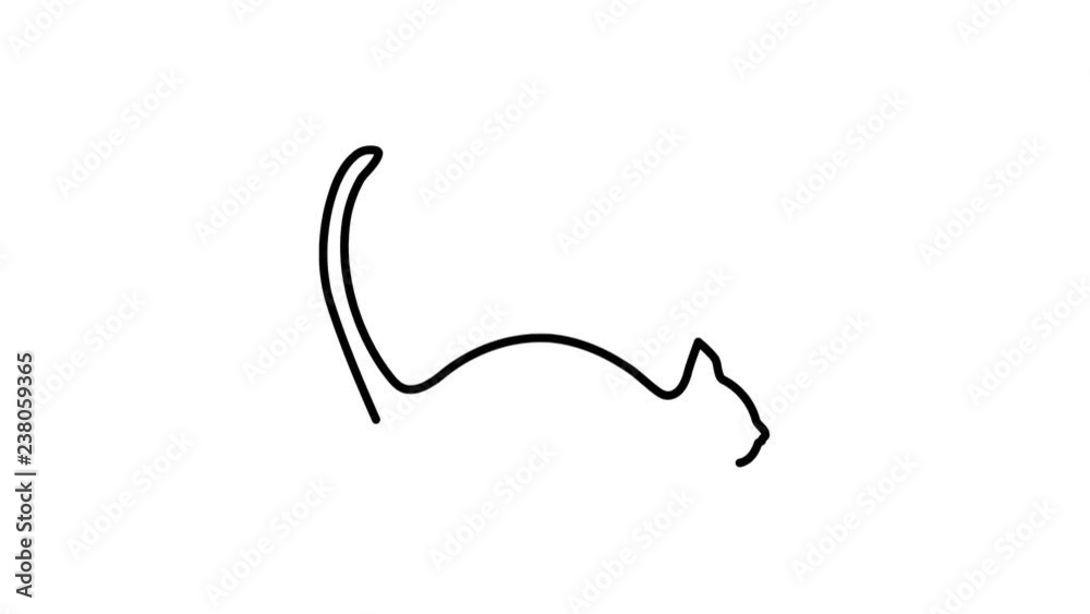 Cat Contour Animation Cat Contour Animation