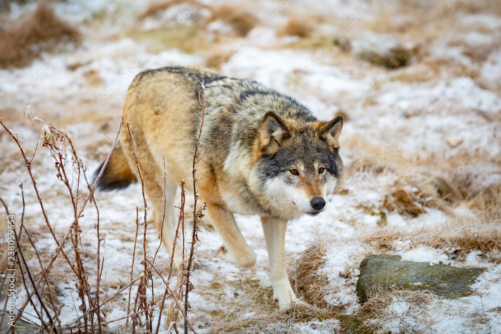 Magnificent wolf running in the forest in early winter
