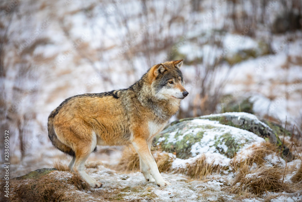 Naklejka premium Focused beautiful wolf in the forest in early winter