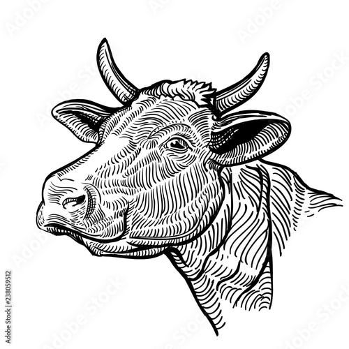 Cow head, in a graphic style. Vintage illustration isolated on white background. Snout cow