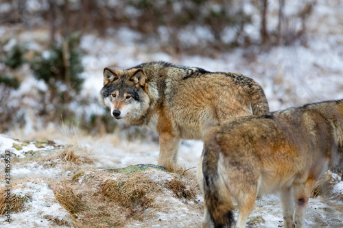 Wolf pack roaming around in the forest in early winter