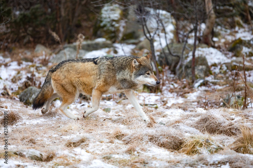 Magnificent wolf running in the forest in early winter