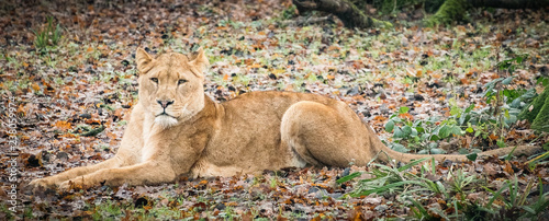 lion