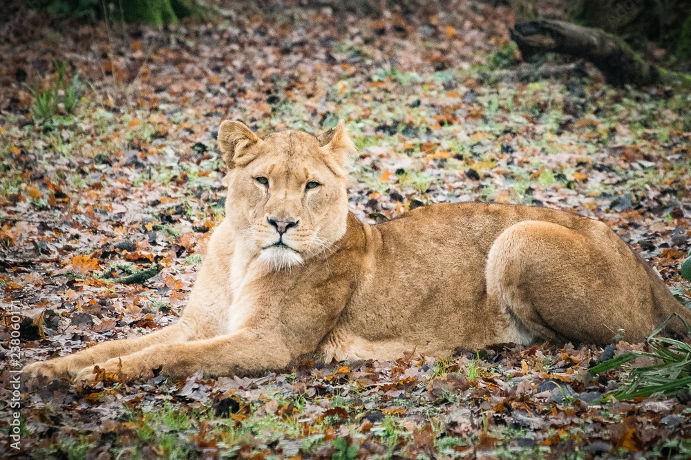 Fototapeta premium lion