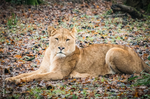 lion