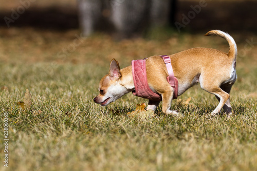 chihuahua playing outdoors