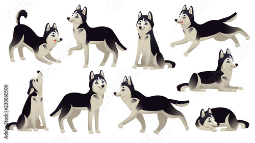 Fototapeta Naklejka Na Ścianę i Meble -  Husky dog poses. Cartoon running, sitting and jumping dogs. Active huskies animal characters isolated vector set