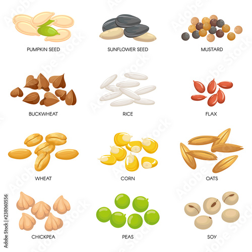 Plant seeds. Cereals grains, chickpeas nuts and cellulose grain. Nut and seed isolated cartoon vector illustration