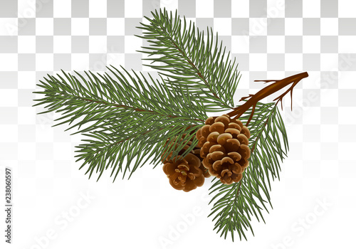 christmas  pine tree branches and cones. Design element in realistic style for Christmas decoration. Vector illustration. Eps 10.