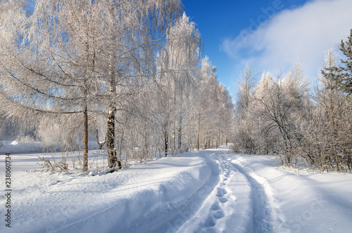 панорама заснеженного леса с грунтовой дорогой, Россия, декабрь,