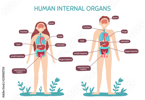 Cartoon human body anatomy. Male and female internal organs, humans physiology chart vector illustration