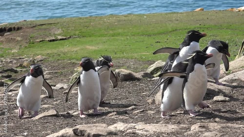 Rockhopper penguins on Saunders Island in group walk up from the sea to their colony, Falkland Islands