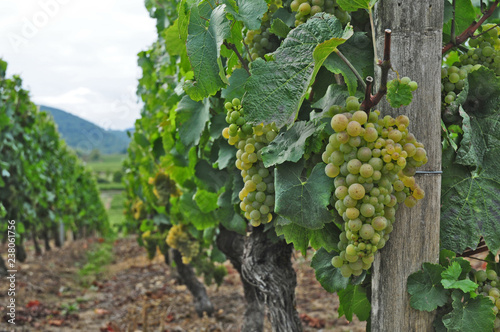 I vigneti del villaggio di Igè - Borgogna - Francia photo