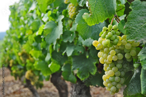 I vigneti del villaggio di Igè - Borgogna - Francia