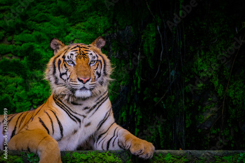 Fototapeta Naklejka Na Ścianę i Meble -  Bengal tiger resting Near with green moss from inside the jungle zoo .