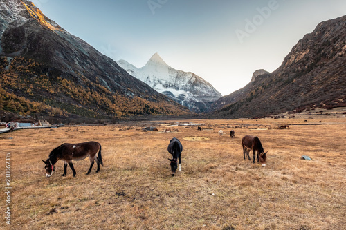 Herd of horse in meadow with Yangmaiyong holy mountain at sunset