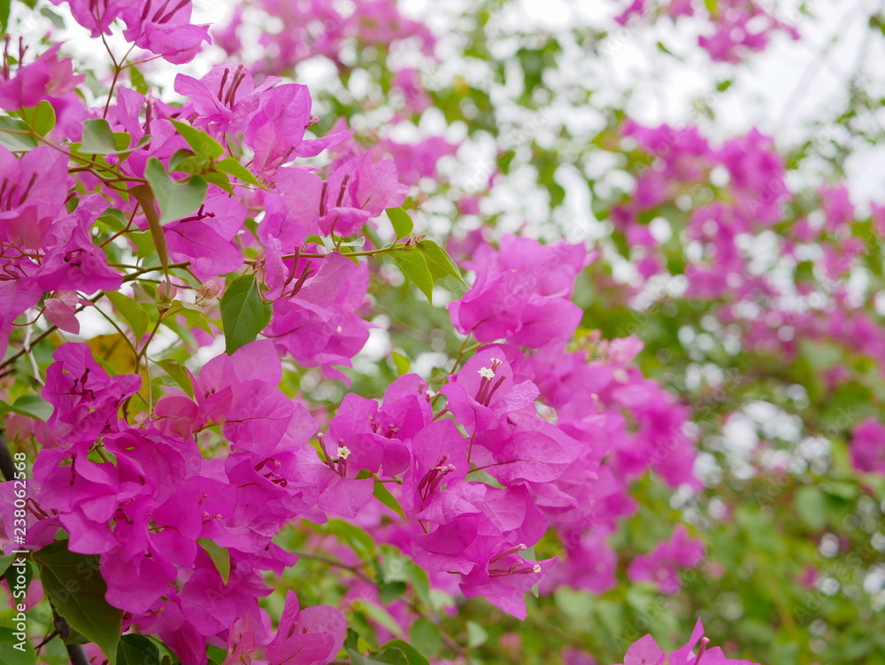 Selective focus of outdoor Bougainvillea flowers Selective focus of outdoor Bougainvillea flowers