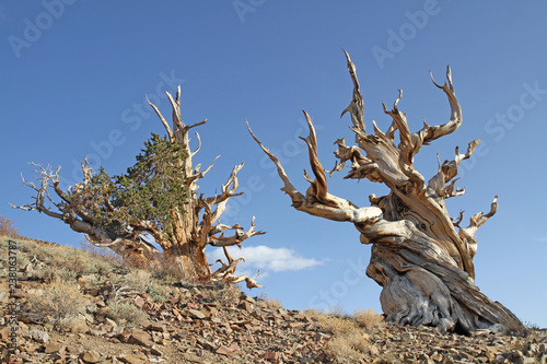 Two gnarly old Bristlecone Pines, Ancient Bristlecone National Monument, CA, USA