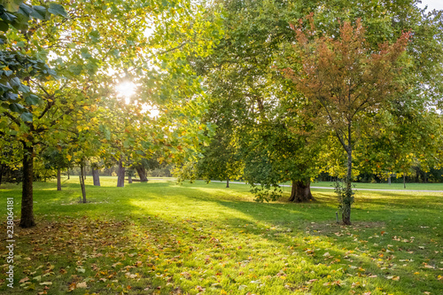 Woodland