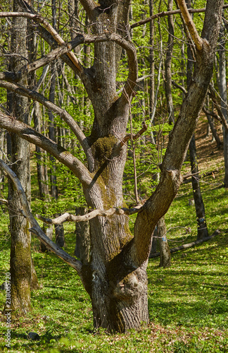 Foto Old big chestnut tree