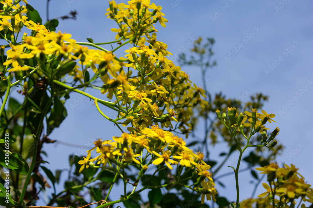 yellow flowers growing on a bush