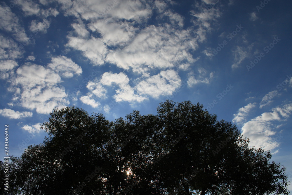 view of the lake from the shore through the trees. Sunny day, blue sky. Countryside view of the lake from the shore through the trees. Sunny day, blue sky. Countryside