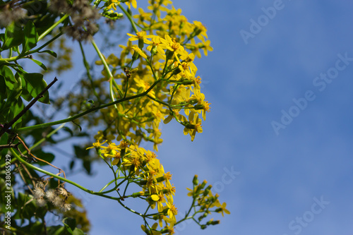 yellow flowers growing on a bush