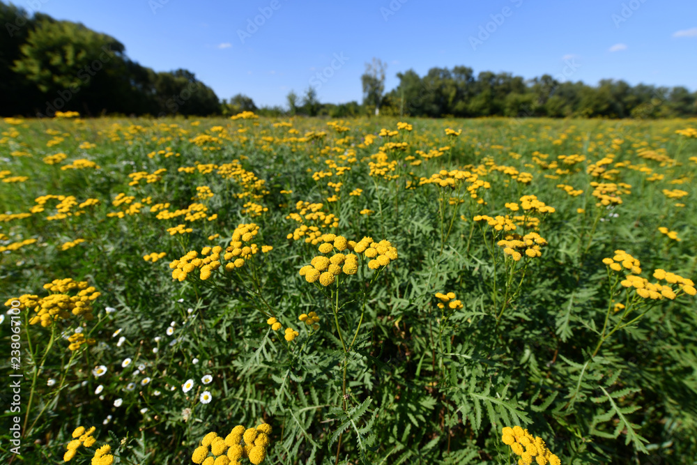 Many beautiful yellow tansy in a meadow