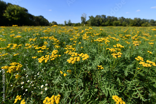 Many beautiful yellow tansy in a meadow © olgavolodina