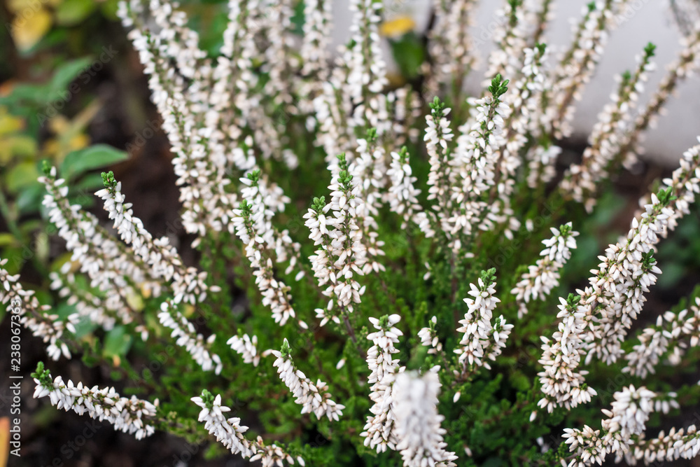 Planze mit kleinen weißen Blüten Planze mit kleinen weißen Blüten