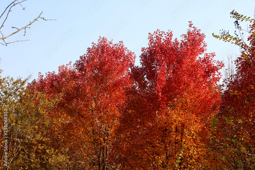 China maple scene China maple scene