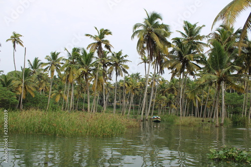 palm trees on Poovr Island