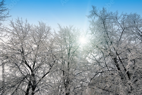 Snow covered branches of tree on sky background
