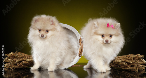 Two Pomeranian spitz puppies photo