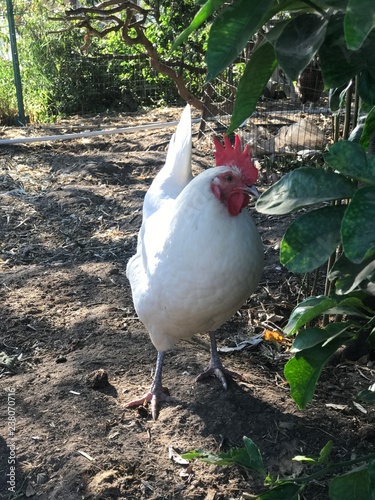 Chicken Delight