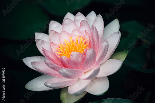 Beautiful pink lotus flower on the pond surface. Magical Buddhist Garden