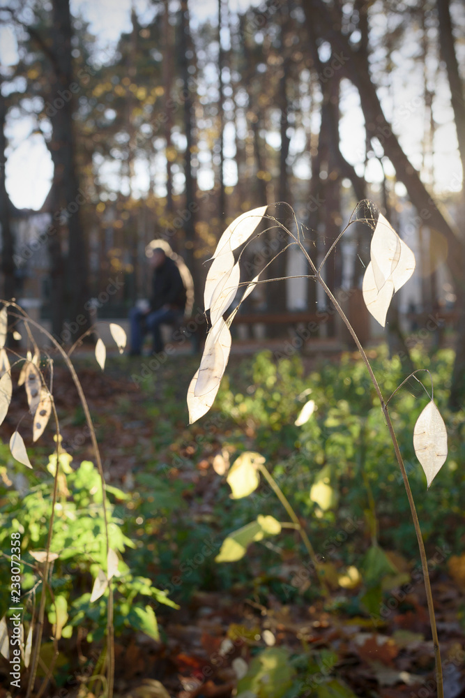 white dry leaves of grass in autumn park at sunset with lonely figure of man far away white dry leaves of grass in autumn park at sunset with lonely figure of man far away