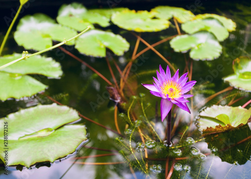 Fototapeta Naklejka Na Ścianę i Meble -  Lotus flower close-up on water