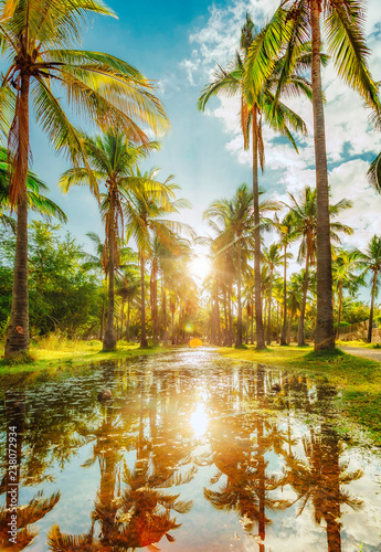 Coconut grove of the pond of Saint-Paul - Reunion island photo