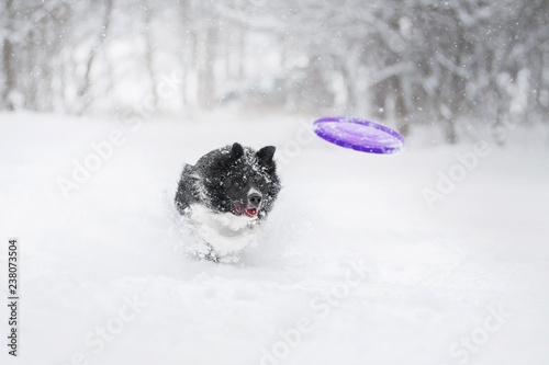 Border Collie dog playing in snow with plastic disk in winter park