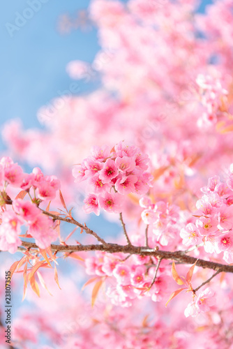 Beauty in nature of pink spring cherry blossom in full bloom under clear blue sky.