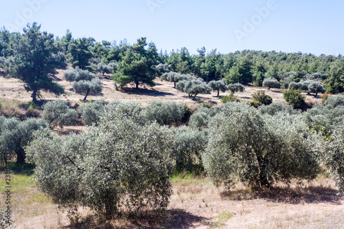 Huge olive plantations in the mountains on the greek island of thassos