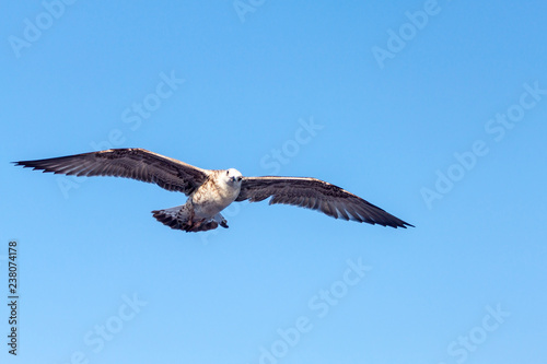 Soaring seagull hunting in the greece island of thassos