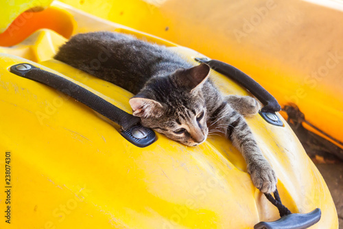 Relaxation cat on the kayak on the greek mainland in kavala