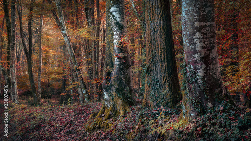 autumn forest trees
